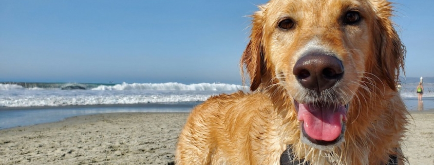 Happy dog on the Bradenton Beach