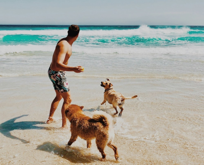 Man throwing ball to dogs on the beach