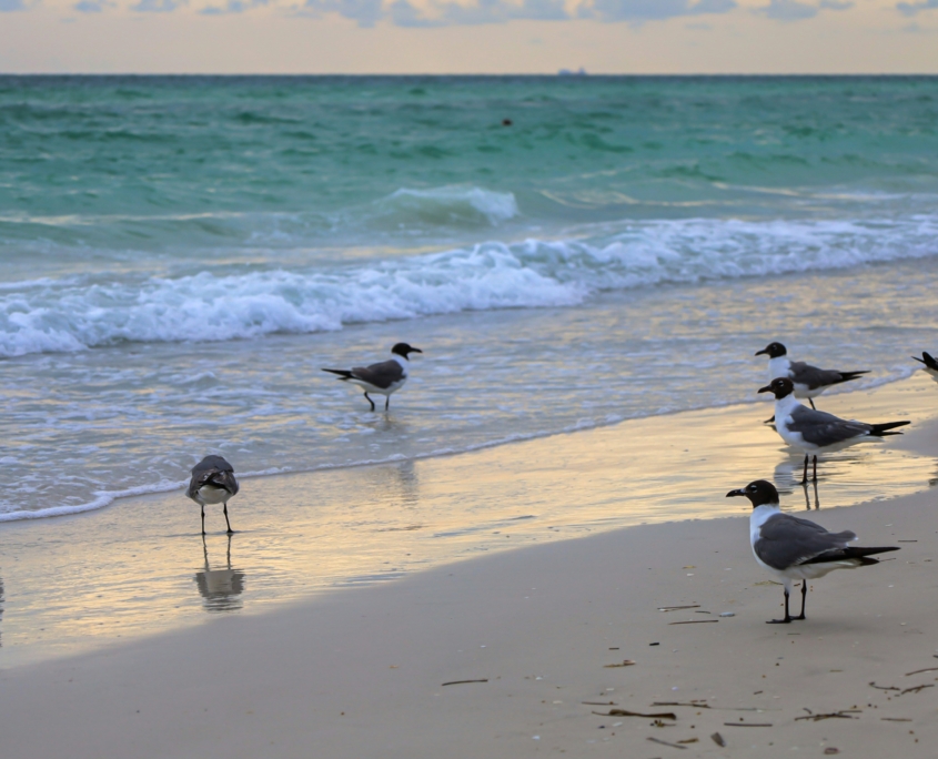 Birds on the beach in Anna Maria Island