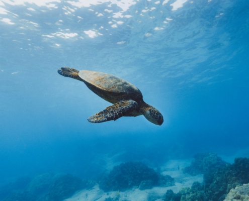 Sea Turtle Season Anna Maria Island